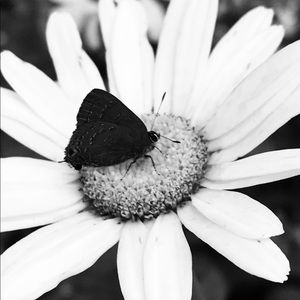 Meet your Posher, Kendall